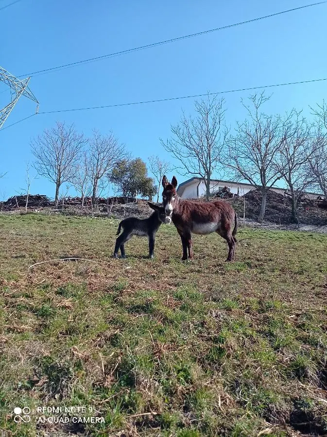 Agriturismo Corte Maccini Verona Farm stay